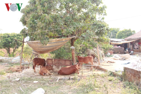 Đàn gia súc được làm mái che và buộc dưới bóng râm tránh cái nóng ở Sơn La. 