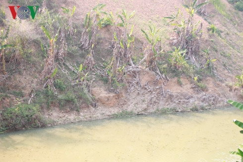 Đến cả cây chuối ở ven suối cũng không khô héo do quá nắng nóng.