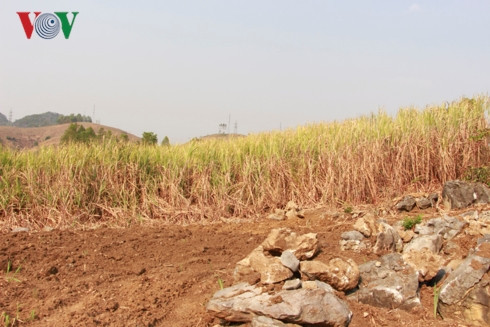 Đồng mía cũng khô héo và đổ dạt.