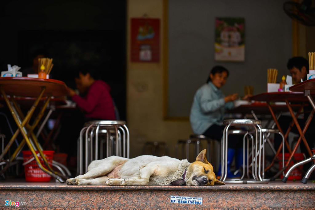 Chủ nhà để cho chó của mình vô tư ngủ ngay trên bậc thềm quán phở...