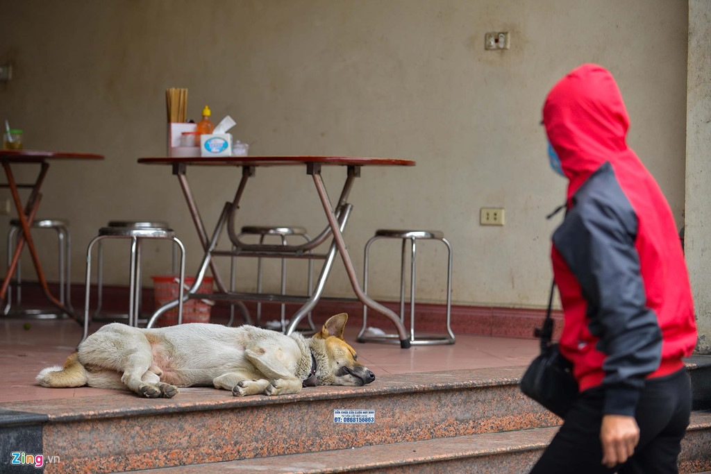 Chó ở các nhà hàng thường trông hiền lành, không sủa khi thấy khách nhưng vẫn làm nhiều người e dè khi bước vào quán ăn.