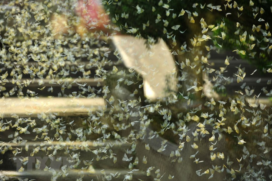 Với hơn 400 loài bướm đủ các chủng loại, số lượng cá thể lên tới hàng triệu con đua nhau khoe sắc tạo nên nét độc đáo cho rừng Cúc Phương, tạo điểm nhấn thu hút nhiều du khách đến tham quan và chiêm ngưỡng. (Ảnh: Minh Đức/TTXVN)