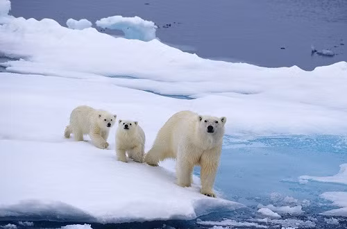 Nhà cổ sinh vật học Milo Barham thuộc Đại học Curtin, Australia và là thành viên nhóm nghiên cứu, giải thích rằng, hoạt động núi lửa và sự nâng lên của rìa lục địa Greenland vào thời điểm 56 triệu năm trước đã dẫn đến sự hình thành một cảnh quan nhiệt đới mới.