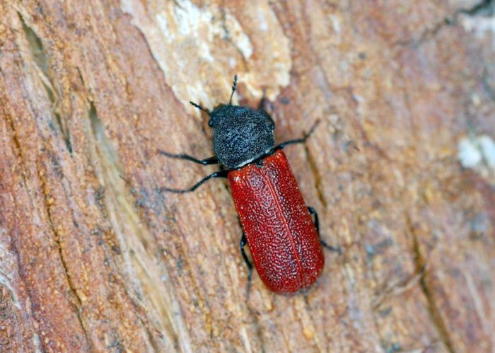 Mọt gỗ có thể sống từ vài tháng cho tới hàng năm trong gỗ. Thế nhưng, chúng sẽ chết sau 3 tuần nếu tiếp xúc với ánh sáng ban ngày liên tục.