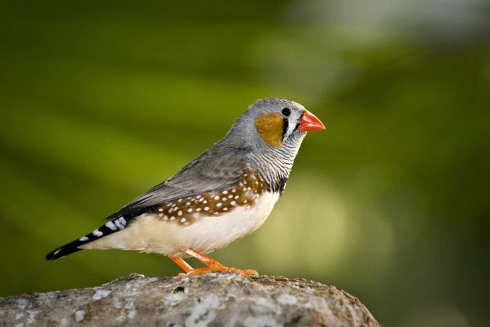 Chim sẻ vằn Australia cũng có tên trong danh sách những loài động vật có cuộc đời ngắn ngủi nhất thế giới. Bởi lẽ, chúng chỉ có thể tồn tại trong khoảng 2 - 5 năm.