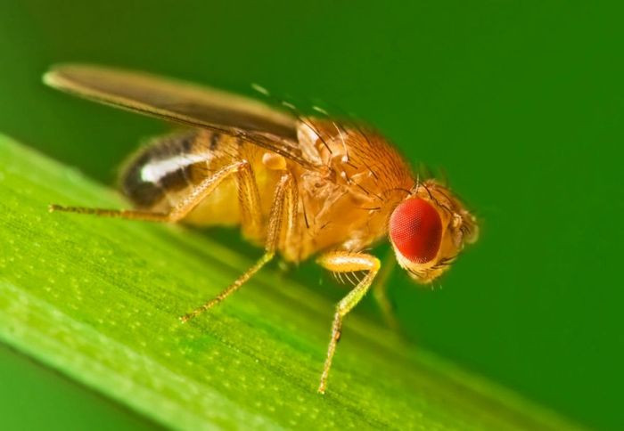 Ruồi giấm có vòng đời cực ngắn khi chỉ có thời gian tồn tại trong khoảng 14 ngày.
