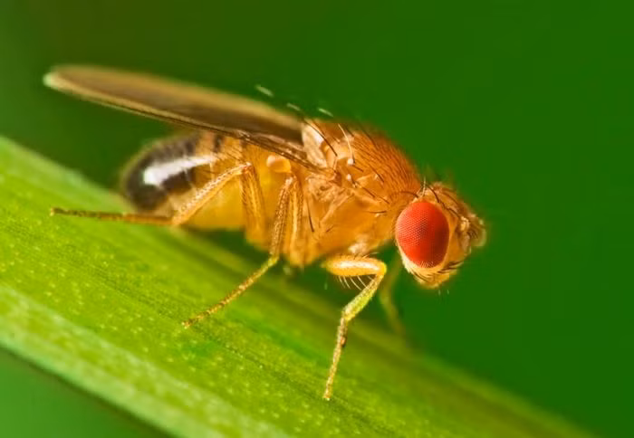 Ruồi giấm có vòng đời cực ngắn khi chỉ có thời gian tồn tại trong khoảng 14 ngày.