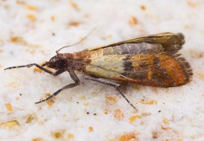 Ngài Ấn Độ có vòng đời khoảng 28 ngày.