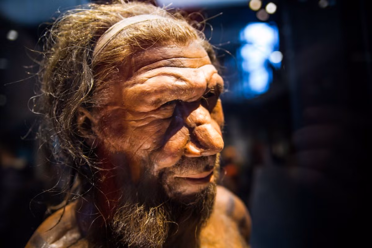 Người Neanderthals cũng thuộc chi Người (Homo) với chúng ta nhưng đã tuyệt chủng khoảng hơn 30.000 - 40.000 năm trước. Một số nhà khoa học cho rằng, người Neanderthals từng bị cho là đần độn và hung bạo cũng như đã bị loài thông minh hơn là chúng ta lấn át dẫn đến thảm kịch tuyệt chủng.