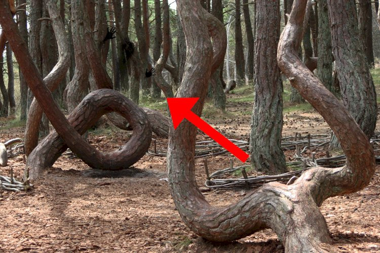 Khu rừng “say xỉn” hay còn gọi khu rừng "nhảy múa" ở thành phố Kaliningrad, Nga là một trong những khu rừng ma quái, kỳ bí nhất thế giới. Khi đến đây, nhiều người không khỏi bất ngờ khi nhìn thấy những cây thông có phần gốc uống cong hình xoắn ốc kỳ lạ thay vì mọc thẳng như những nơi khác.