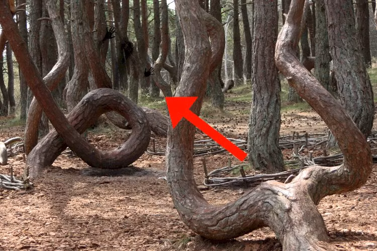 Khu rừng “say xỉn” hay còn gọi khu rừng "nhảy múa" ở thành phố Kaliningrad, Nga là một trong những khu rừng ma quái, kỳ bí nhất thế giới. Khi đến đây, nhiều người không khỏi bất ngờ khi nhìn thấy những cây thông có phần gốc uống cong hình xoắn ốc kỳ lạ thay vì mọc thẳng như những nơi khác.