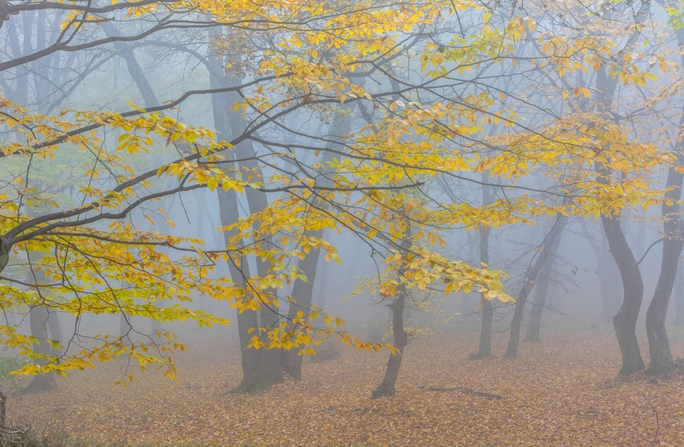 Các nhà khoa học cũng ghi nhận hiện tượng các thiết bị điện tử không thể hoạt động bình thường khi vào trong rừng Hoia Baiciu và cảm nhận được tử khí dày đặc bao quanh khu vực. Những bí ẩn về khu rừng này đến nay vẫn chưa được giải mã nhưng vẫn hấp dẫn nhiều nhà khoa học, nhà thám hiểm, khách du lịch tìm đến để khám phá địa điểm kỳ quái này.
