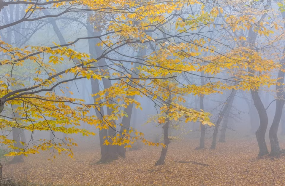 Các nhà khoa học cũng ghi nhận hiện tượng các thiết bị điện tử không thể hoạt động bình thường khi vào trong rừng Hoia Baiciu và cảm nhận được tử khí dày đặc bao quanh khu vực. Những bí ẩn về khu rừng này đến nay vẫn chưa được giải mã nhưng vẫn hấp dẫn nhiều nhà khoa học, nhà thám hiểm, khách du lịch tìm đến để khám phá địa điểm kỳ quái này.