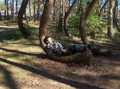 Quan điểm khác suy đoán có thể những người trồng rừng xưa đã uốn, nắn hình dáng cho cây thông. Họ muốn sử dụng những thân cây cong để đóng kiểu thuyền mộc thân cong hoặc để đóng nội thất trong nhà. Dù các giả thuyết nghe khá hợp lý nhưng đến nay giới khoa học vẫn chưa tìm ra lời giải chính xác cho bí ẩn về "rừng cong" này.