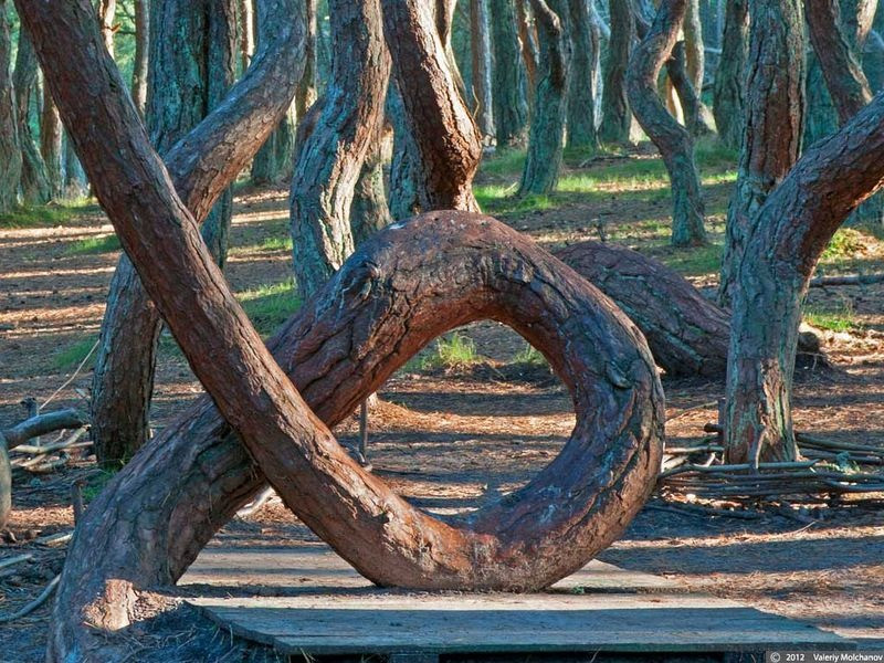 Một giả thuyết khác nhận định khu rừng nằm ở một vị trí có những nguồn năng lượng âm dương vô cùng lớn va chạm nhau. Vậy nên, cây cối mọc trên nền đất đó cũng có hình dáng bất thường.