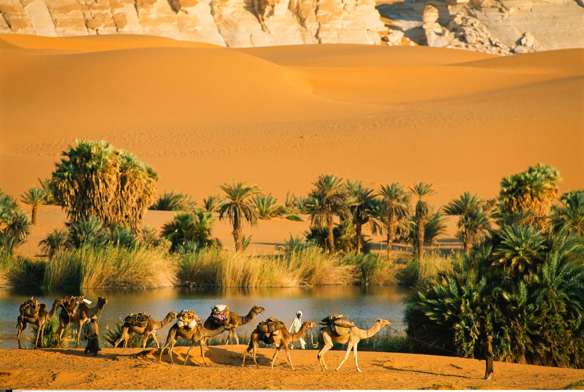 Một số ốc đảo hay các thung lũng sông Nile, thảm thực vật trong lòng sa mạc Sahara vẫn có khá phong phú và đa dạng. Các cao nguyên phía bắc sa mạc là nơi sinh trưởng của một số loại cây đặc trưng như ô liu.