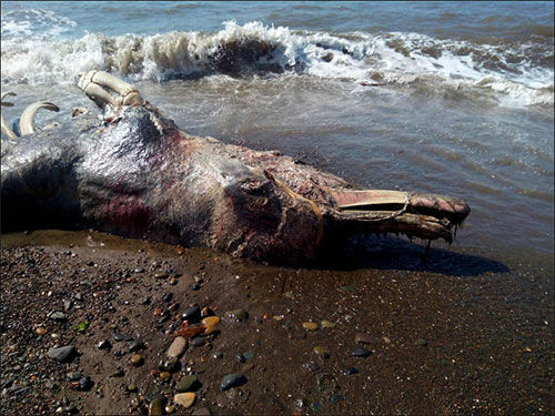 Thủy quái bí ẩn này được phát hiện tại bờ biển thuộc đảo Sakhalin, Nga. Nó có chiều dài gần 2,5m, thân hình tựa như loài rồng trong truyền thuyết với nhiều vết thương trên người. Mỏ giống như loài chim và toàn thân phủ đầy lông lá.