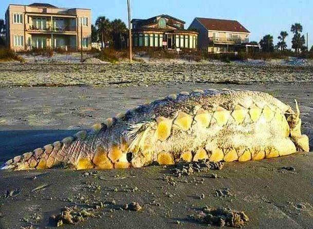 Với vẻ ngoài giống với loài khủng long nên thủy quái này được mọi người gọi là "khủng long biển". Nó được tìm thấy tại bờ biển Folly, bang South Carolina, Mỹ và đang trong giai đoạn phân hủy. Với chiều dài lên tới 3m, thủy quái có hàng vảy cứng, có màu xanh nhạt và được các chuyên gia nhận định là loài cá tầm Đại Tây Dương.