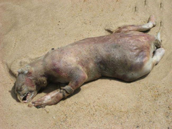 Xác quái vật Montauk được phát hiện tại một bãi biển ở bang New York (Mỹ). Nó có đầu giống đầu chim nhưng hàm dưới lại có răng. Phần thân của Montauk giống loài chó nhưng lại hoàn toàn không có một sợi lông nào. Đến nay, giới khoa học vẫn chưa thể xác định thủy quái là loài động vật nào.