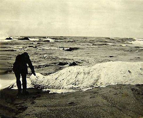 Thủy quái Trunko xuất hiện tại một bờ biển Nam Phi vào tháng 10/1924. Các nhân chứng kể rằng, vào thời điểm phát hiện, nó còn sống và đang vật lộn tìm cách thoát thân khỏi 2 con cá hổ kình khổng lồ (cá voi sát thủ). Sau 3 giờ chiến đấu, con vật bí ẩn chết.