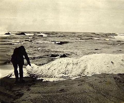 Thủy quái Trunko xuất hiện tại một bờ biển Nam Phi vào tháng 10/1924. Các nhân chứng kể rằng, vào thời điểm phát hiện, nó còn sống và đang vật lộn tìm cách thoát thân khỏi 2 con cá hổ kình khổng lồ (cá voi sát thủ). Sau 3 giờ chiến đấu, con vật bí ẩn chết.