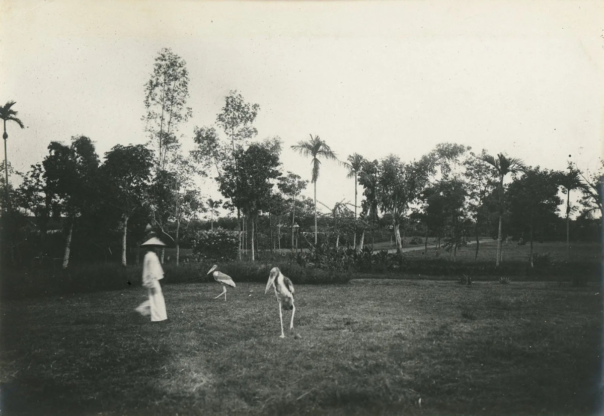 Vườn Bách Thảo ở Bắc Bộ những năm 1900.