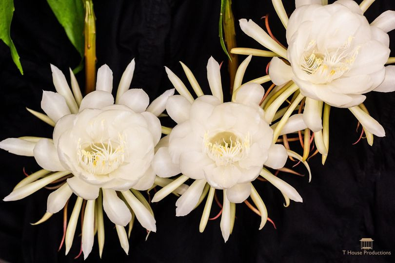 Khi nở, bông hoa xương rồng Epiphyllum Oxypetalum có đường kính từ 8 - 20 cm, màu trắng và tỏa ra hương thơm ngào ngạt.