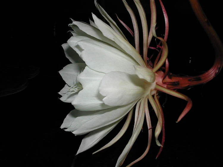 Tuy nhiên, hương thơm của hoa xương rồng Epiphyllum Oxypetalum chỉ kéo dài trong khoảng 1 - 2 giờ. Sau đó, bông hoa dần mất mùi hương và từ từ lụi tàn.