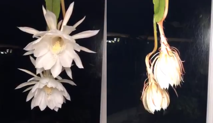 Theo các chuyên gia, loài xương rồng Epiphyllum Oxypetalum chỉ nở hoa vào ban đêm và chỉ khoe sắc trong 1 đêm duy nhất trong năm rồi lụi tàn trước khi Mặt trời mọc.