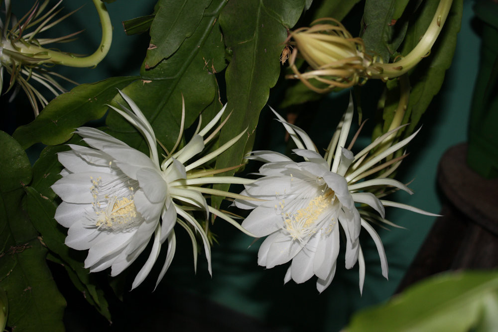 Để dự đoán thời điểm cây Epiphyllum Oxypetalum nở hoa là điều không hề dễ dàng. Loài cây này thường ra hoa vào những đêm mùa Xuân hoặc mùa Hè.