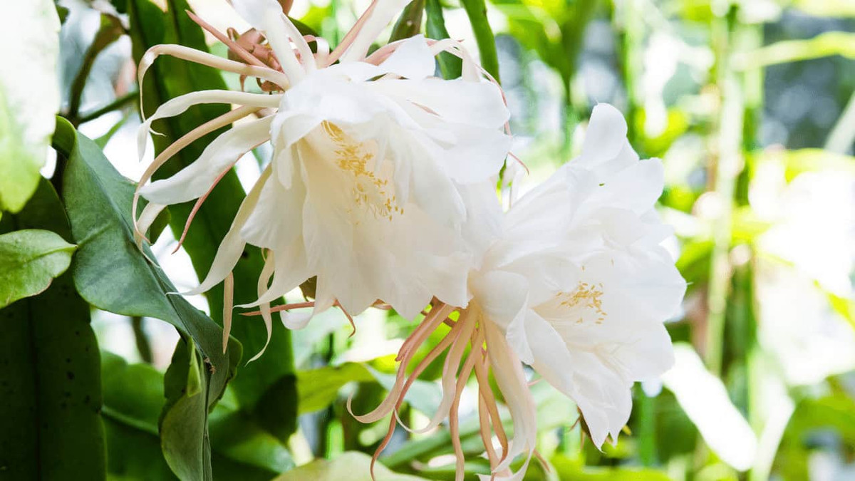 Hiện giới khoa học chưa thể lý giải vì sao xương rồng Epiphyllum Oxypetalum chỉ nở hoa một đêm duy nhất thay vì nhiều ngày như những loài cây khác.