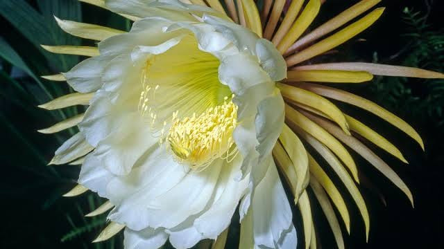 Chỉ những người may mắn mới có cơ hội chiêm ngưỡng khoảnh khắc loài cây Epiphyllum Oxypetalum ra hoa.