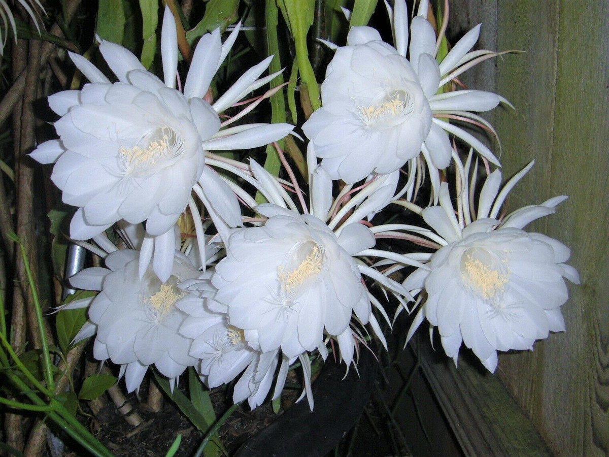 Tuy nhiên, một vài trường hợp dù trồng cây Epiphyllum Oxypetalum nhiều năm nhưng chưa từng nhìn thấy cây nở hoa.