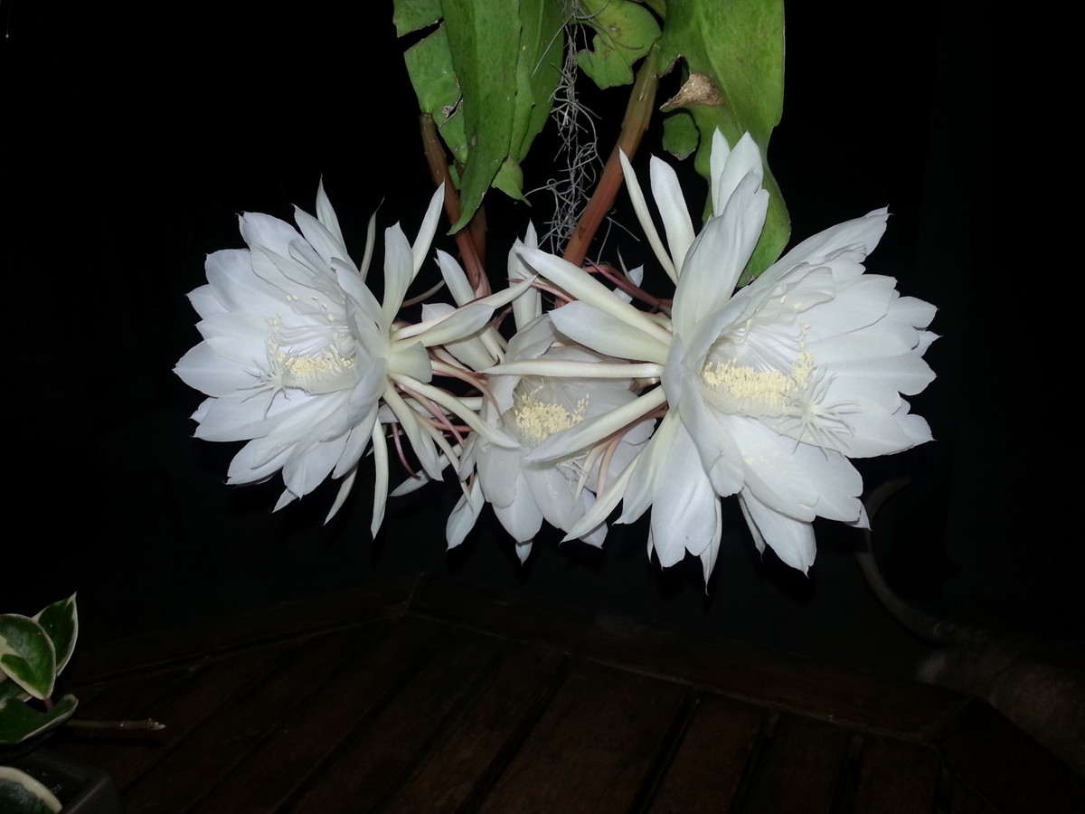 Thậm chí, những người sở hữu cây Epiphyllum Oxypetalum cũng được coi là may mắn vì sẽ có cơ hội lớn hơn để tận mắt chiêm ngưỡng cảnh tượng hiếm gặp khi cây ra hoa ít nhất một lần trong đời.
