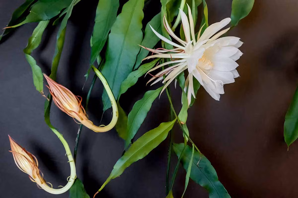 Còn được gọi là hoa lan xương rồng hay nữ hoàng bóng đêm, loài xương rồng Epiphyllum Oxypetalum có nguồn gốc từ Trung Mỹ. Điều đặc biệt là loài cây chỉ nở hoa 1 đêm duy nhất trong năm.