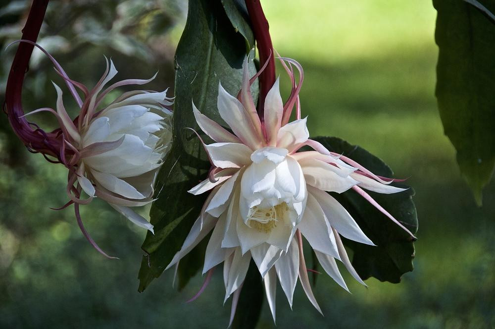 Một số chuyên gia thực vật cho rằng, cây Epiphyllum Oxypetalum thường nở hoa vào những đêm trăng tròn. Do khó dự đoán thời điểm cây ra hoa nên cơ hội để mọi người chiêm ngưỡng hoa của loài cây này không cao.