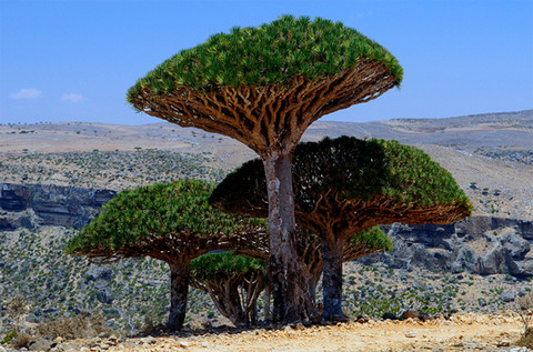 Đảo Socotra nằm ở Yemen là một trong những vùng đất "độc nhất vô nhị" trên thế giới khi nơi đây là "nhà" của nhiều loài thực vật độc đáo. Trong số này, nổi tiếng nhất là cây máu rồng - loài thực vật độc đáo chỉ xuất hiện ở đảo Socotra. Với hình dạng giống như những chiếc ô khổng lồ, loài cây này khiến nhiều người bất ngờ và thích thú khi biết nhựa của nó đỏ như máu.