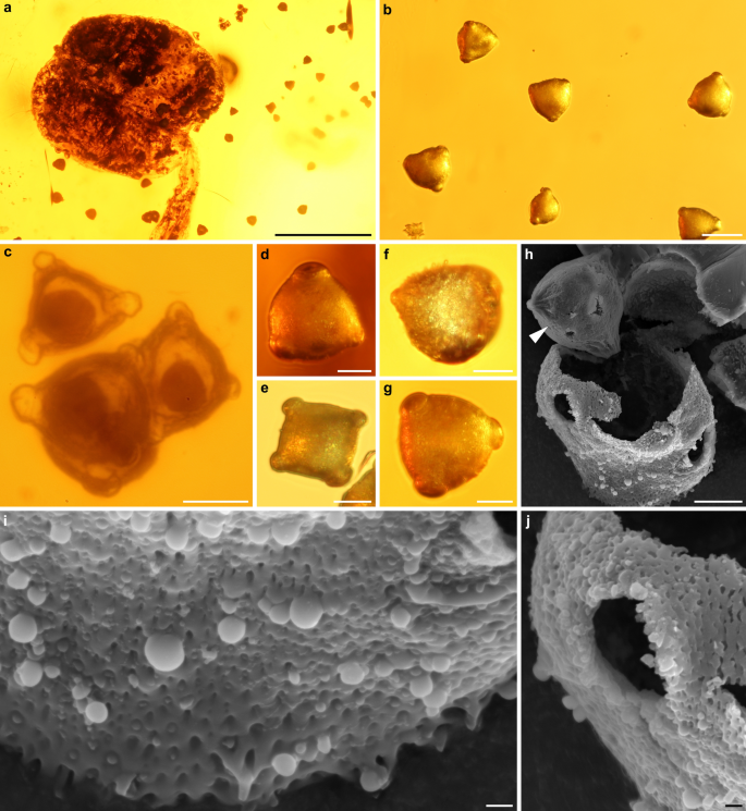Nhà nghiên cứu Sadowski đã chiết xuất và kiểm tra phấn hoa từ hổ phách. Theo đó, bà phát hiện bông hoa đã bị nhận định nhầm trong nghiên cứu đầu tiên.