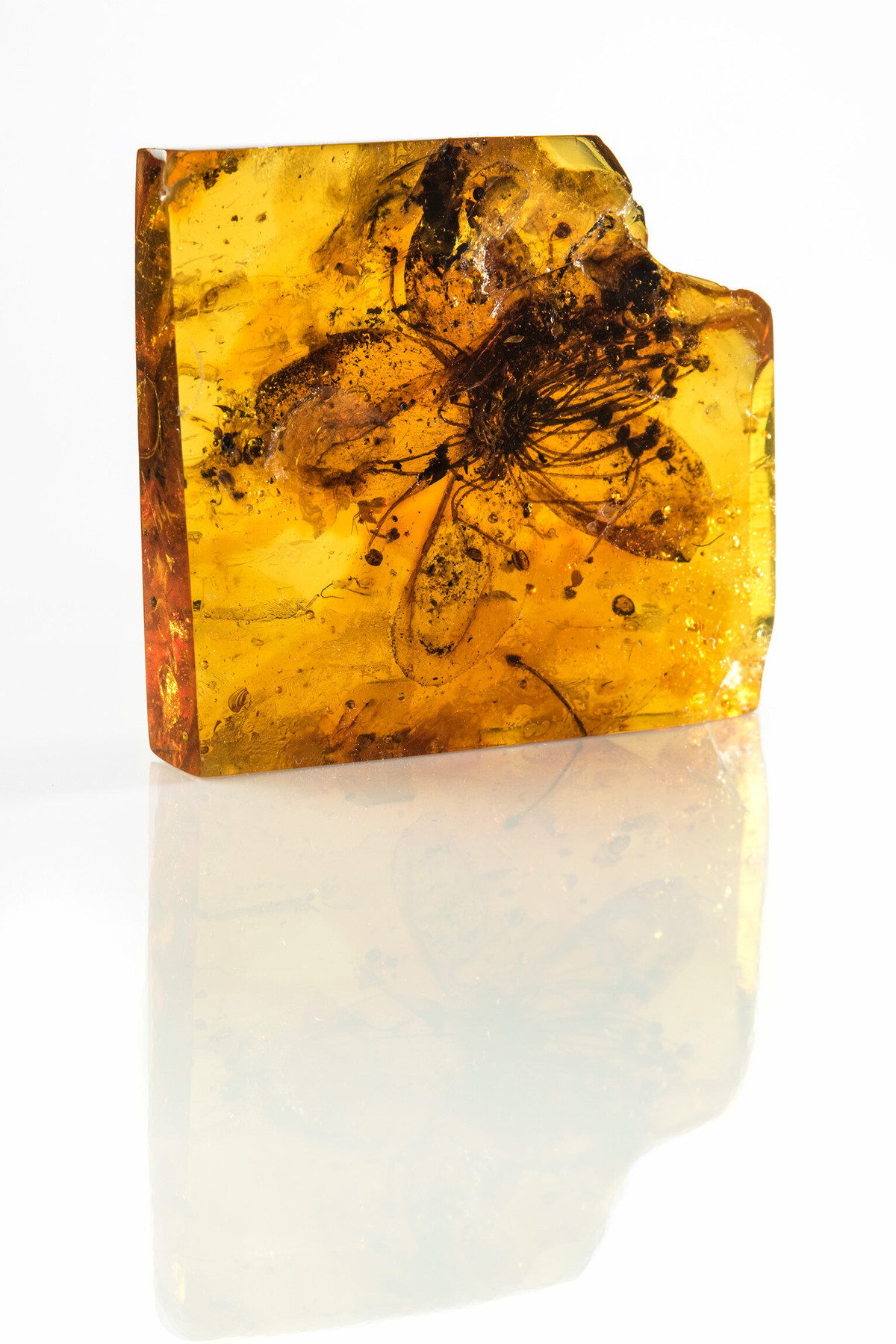 Nhà nghiên cứu Sadowski cho hay bà nghe nói về bông hoa hóa thạch, được biết đến với tên chính thức là mẫu vật X4088, từ một đồng nghiệp đã nghỉ hưu.