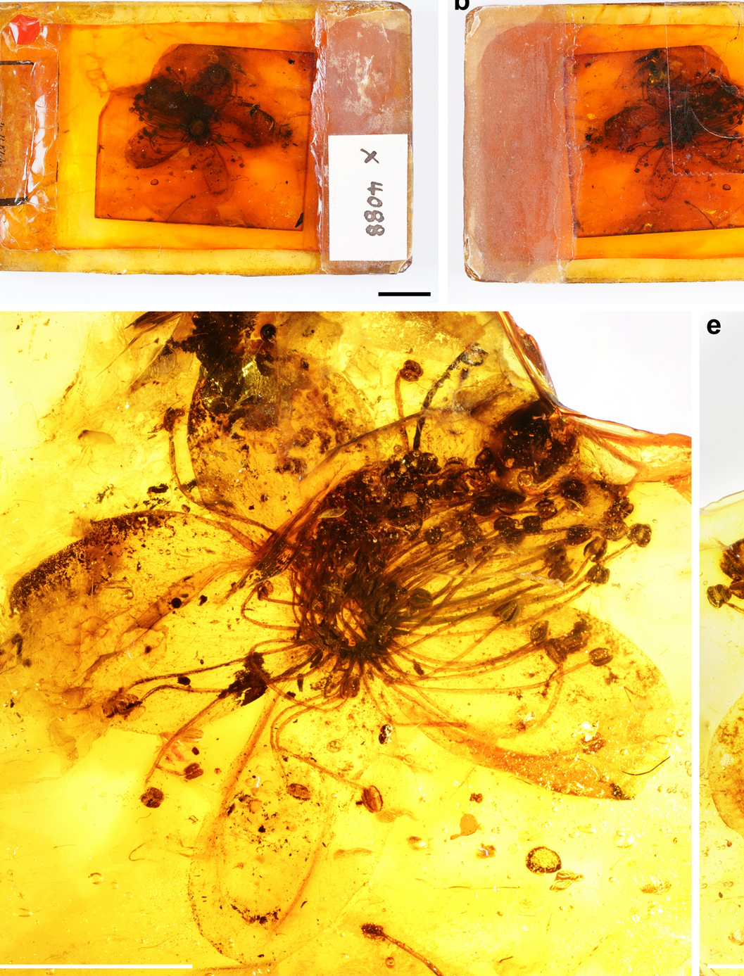 Những mẫu hổ phách thường cung cấp hình ảnh 3 chiều về quá khứ. Ngoài thực vật và hoa, giới nghiên cứu cũng tìm thấy đuôi khủng long, cua, kiến địa ngục, nhện mẹ và ổ trứng, bàn chân chim cổ đại và hộp sọ thằn thằn bị bao phủ bởi nhựa cây.