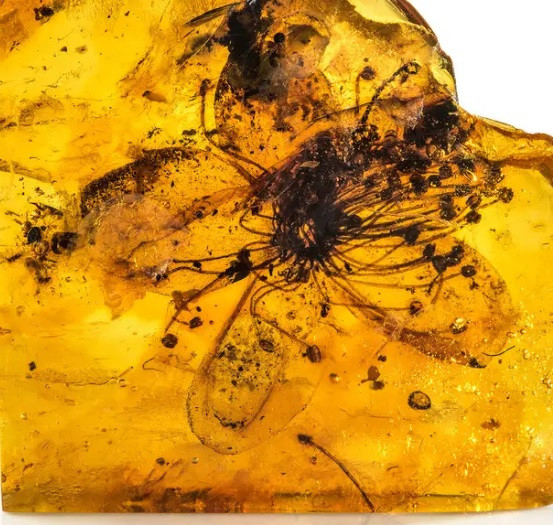 Eva-Maria Sadowski - nhà nghiên cứu sau tiến sĩ tại Bảo tàng lịch sử tự nhiên Berlin kiêm đồng tác giả bài báo cho hay bông hoa hóa thạch trên bị lãng quên trong bộ sưu tập của Viện Khoa học Địa chất và Tài nguyên Thiên nhiên Liên bang ở Berlin (BGR).