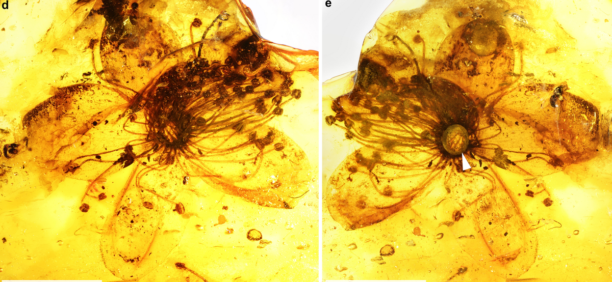 Nghiên cứu mới chỉ ra loài hoa trong hóa thạch trên có họ gần với một cây ra hoa phổ biến ở châu Á ngày nay là Symplocos, loại cây bụi ra hoa màu vàng hoặc trắng. Bà Sadowski và cộng sự đề xuất tên gọi mới cho bông hoa là Symplocos kowalewskii.