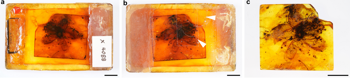 Theo bà Sadowski, khi bông hoa hóa thạch được nghiên cứu lần đầu tiên vào thế kỷ 19, nhóm nghiên cứu khi ấy đã không phát hiện hoặc nghiên cứu phấn hoa.