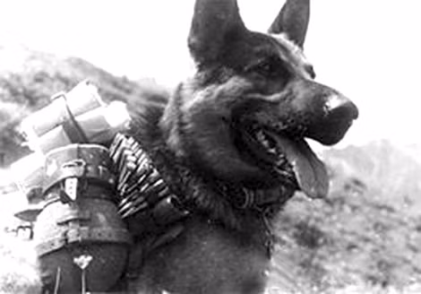 Hồng quân Liên Xô đã đưa ra chiến trường hơn 40.000 con chó chống tăng, chủ yếu là từ năm 1941. Theo một thống kê, "vũ khí sống" của Liên Xô đã phá hủy được 300 xe tăng của Đức quốc xã. Đến năm 1996, dự án chó chống tăng chấm dứt.