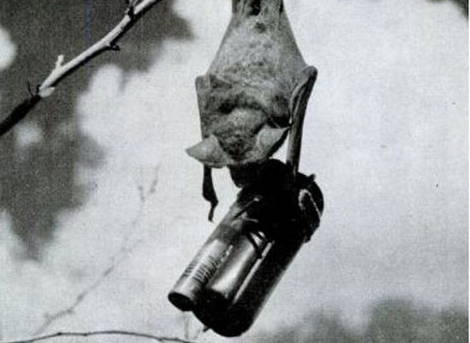 Cũng trong Thế chiến Mỹ, Mỹ đã triển khai dự án vũ khí kỳ quái là bom dơi. Dự án vũ khí này được Mỹ thúc đẩy nhằm tiêu diệt sức mạnh phe phát xít.