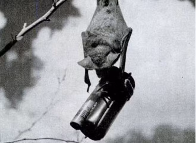 Cũng trong Thế chiến Mỹ, Mỹ đã triển khai dự án vũ khí kỳ quái là bom dơi. Dự án vũ khí này được Mỹ thúc đẩy nhằm tiêu diệt sức mạnh phe phát xít.