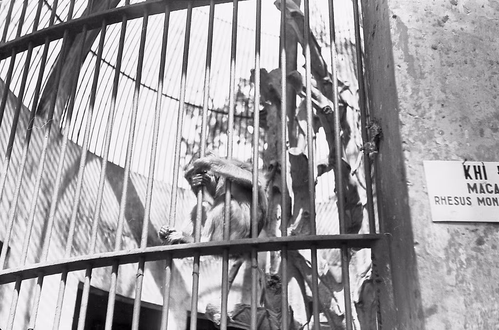 Một chú khỉ trong chuồng. Ảnh: Carl Nielsen.