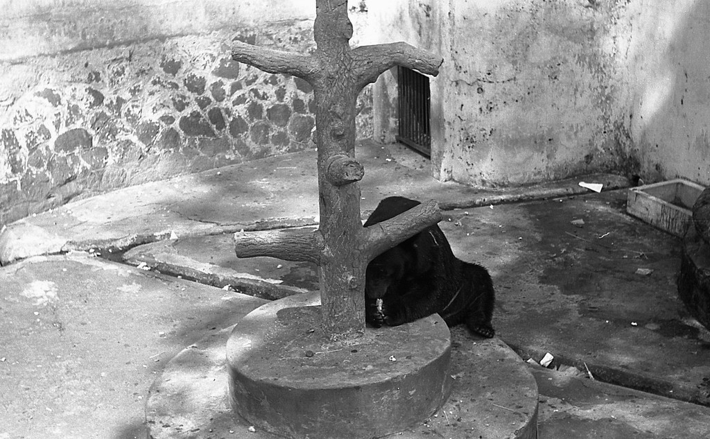 Một chú gấu trong chuồng. Ảnh: Carl Nielsen.