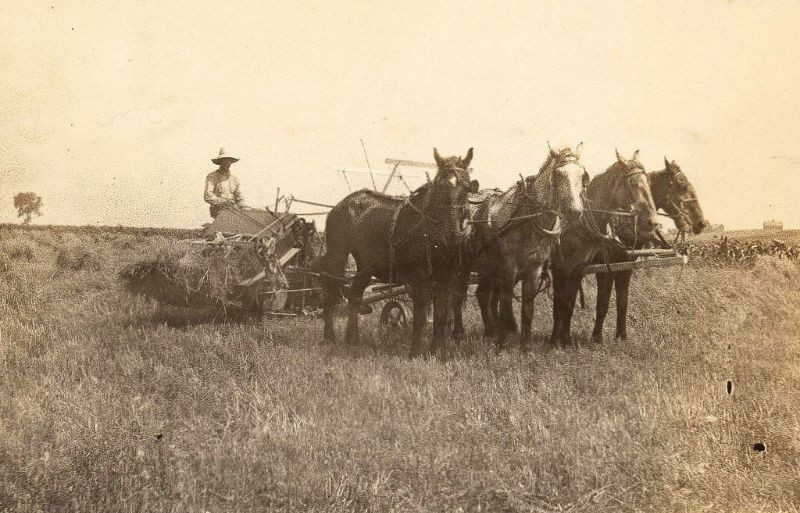 Người nông dân làm đồng áng trên cỗ xe bốn ngựa kéo. Ảnh: Gt_hawk63.