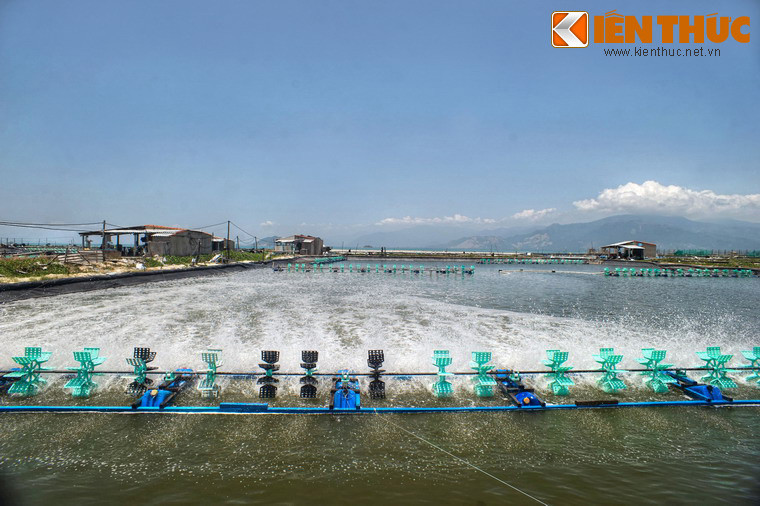 Ngoài tiềm năng phát triển du lịch vịnh Vân Phong có những lợi thế cho việc xây dựng cảng trung chuyển quốc tế và phát triển nghề đánh bắt nuôi hải sản. Các hải sản nổi tiếng nhất vùng này là tôm hùm, cá bớp, hào...